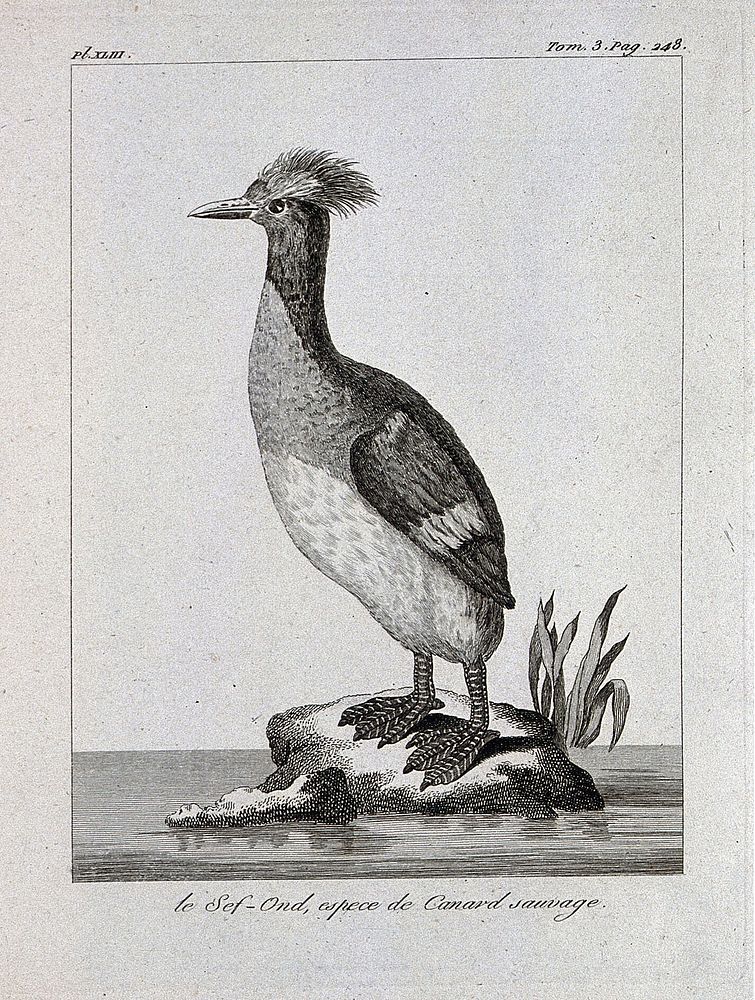 A crested type of duck. Etching.