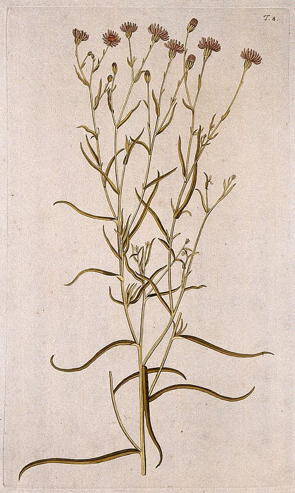 Sea aster (Aster tripolium L.): flowering stem. Coloured engraving after F. von Scheidl, 1770.