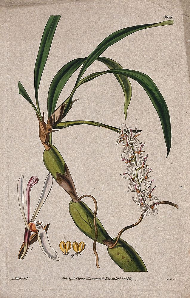 An orchid (Otochilus fusca): flowering stem and floral segments. Coloured engraving by J. Swan, c. 1842, after W. Fitch.