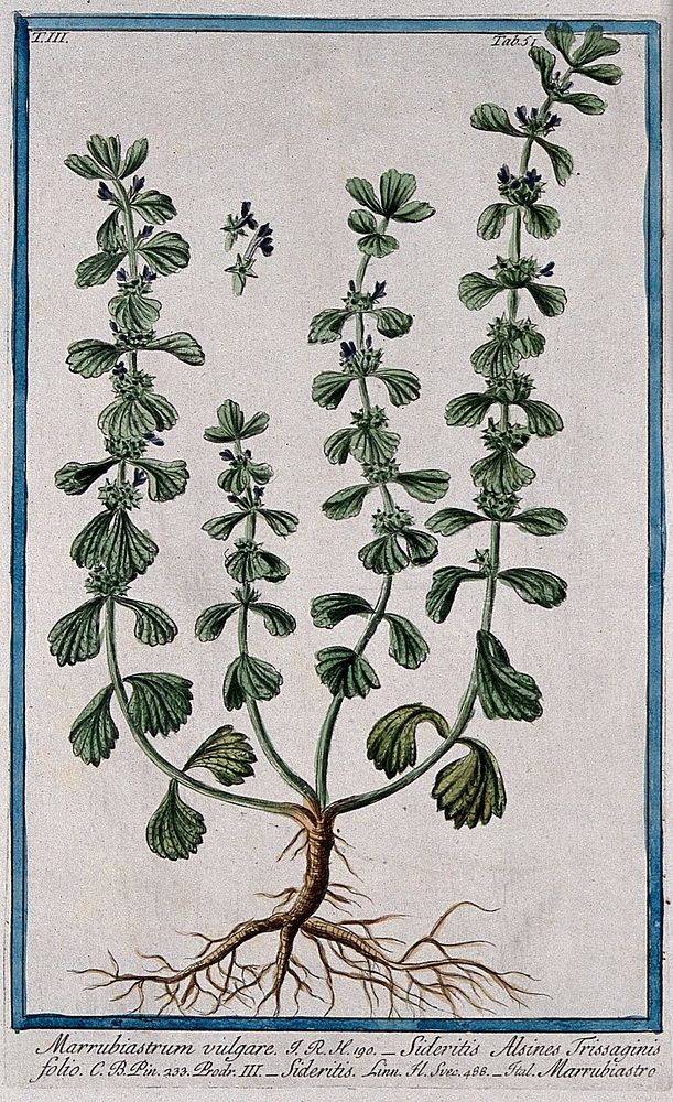 Woundwort or hedge nettle (Stachys arvensis): entire flowering plant with separate flowers. Coloured etching by M. Bouchard…