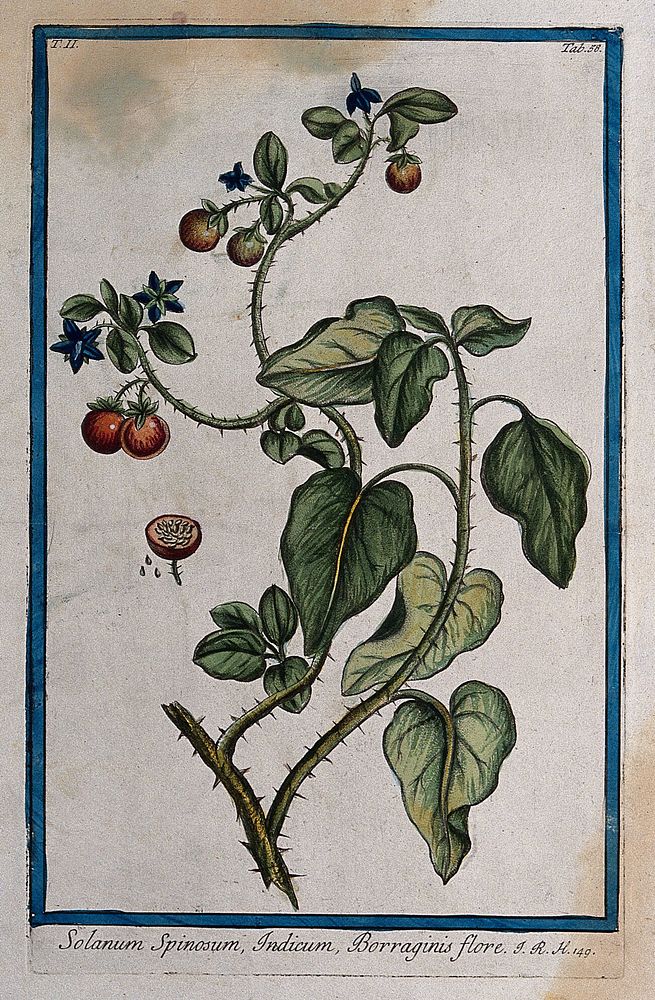 A plant (Solanum sp.): flowering and fruiting stem with separate sectioned fruit and seed. Coloured etching by M. Bouchard…