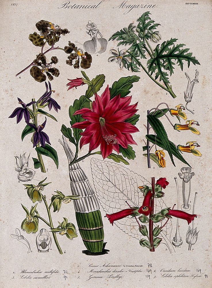 Seven plants, including two orchids and a cactus: flowering stems and floral segments. Coloured etching, c. 1837.