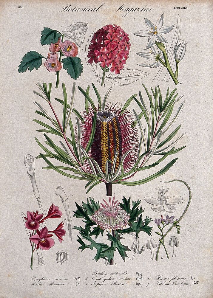 Seven garden plants, including an orchid and an Australian honeysuckle: flowering stems and floral segments. Coloured…