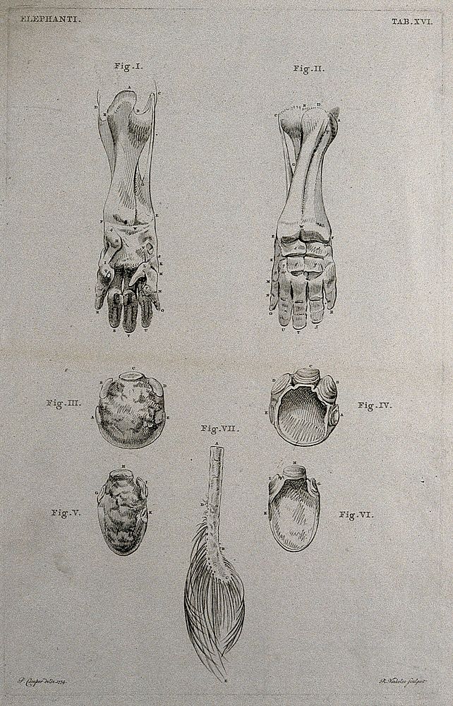 Dissections of an elephant's foot and tail: seven figures. Etching by R. Vinkeles 1787/1800 , after P. Camper, 1774.