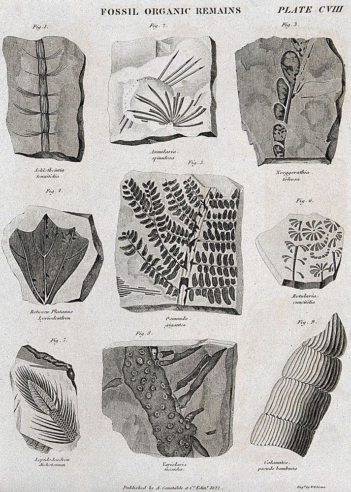 Nine fossilised organic remains. Etching by W. H. Lizars.