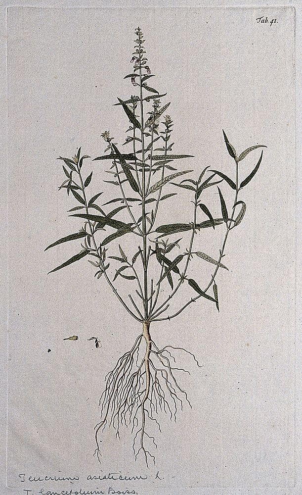 Germander (Teucrium asiaticum L.): entire flowering plant with separate floral segments. Coloured engraving after F. von…