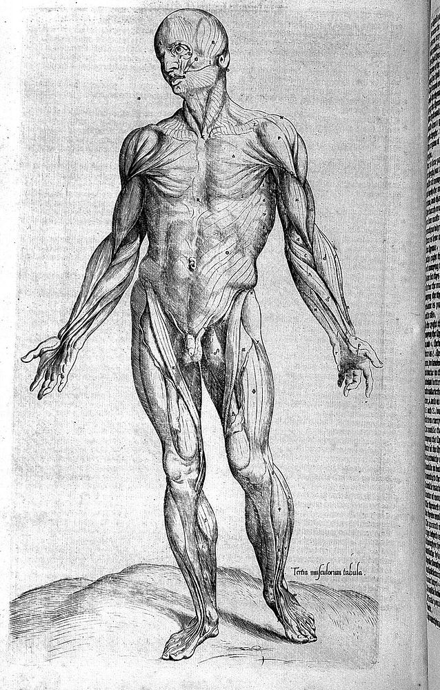 Compendiosa totius anatomie delineatio aere exarata / Per Thomam Geminum.