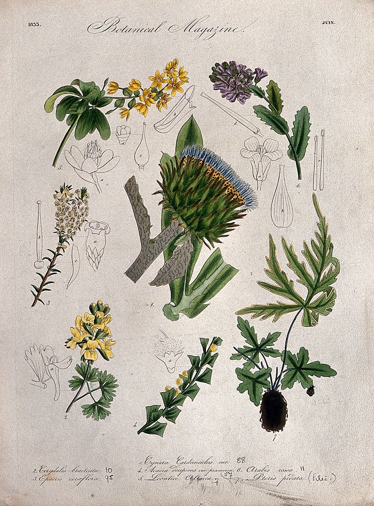 Seven British garden plants, including a cardoon: flowering stems and some floral segments. Coloured etching, c. 1833.