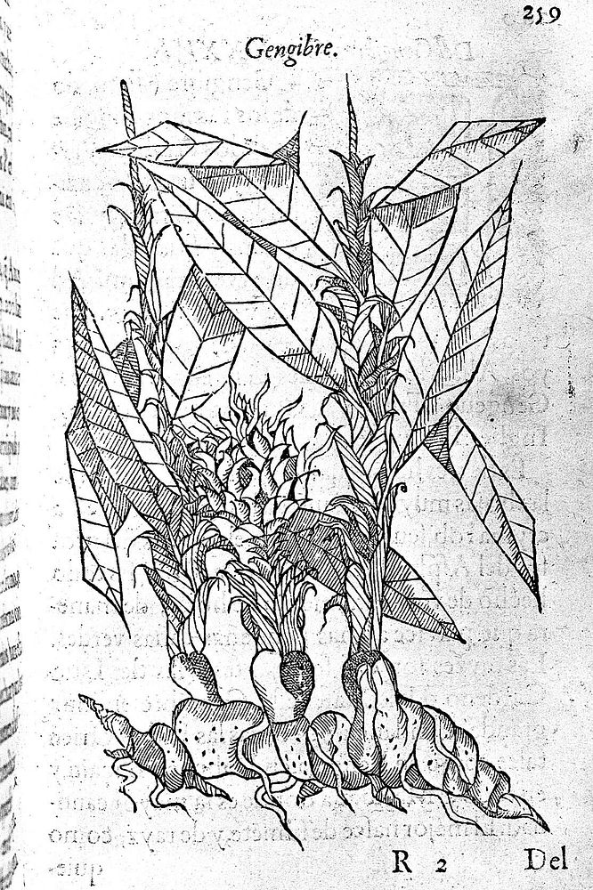 Tractado de las drogas, y medicinas de las Indias orientales, con sus plantas debuxadas al biuo por Christoual Acosta ... En…