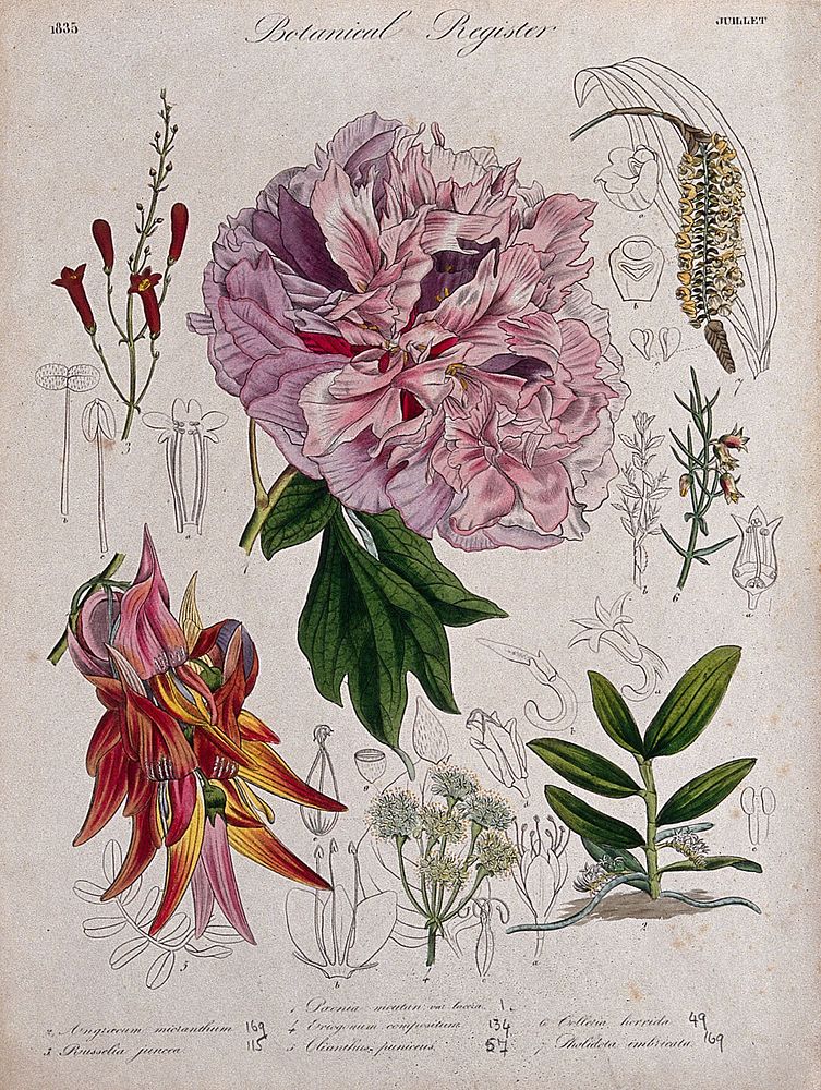 Seven plants, including a paeony, a glory pea and two orchids: flowering stems. Coloured etching, c. 1835.