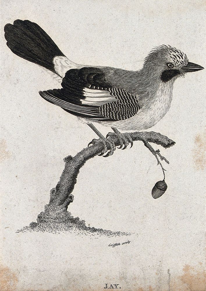 A jay sitting on a branch of an oak tree with a dangling acorn. Etching by M. Griffith.