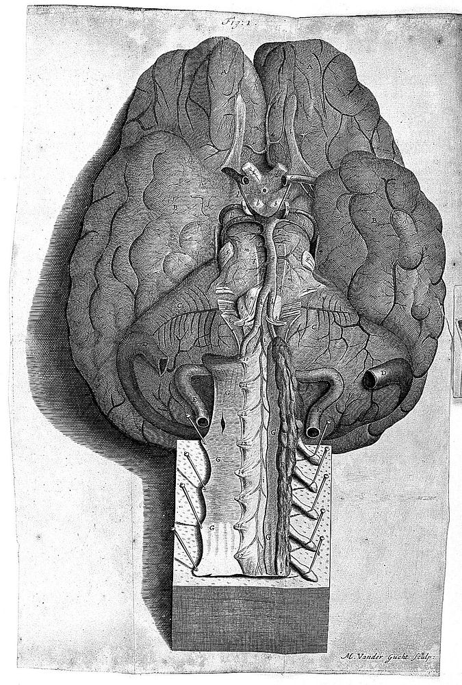The anatomy of the brain. Containing its mechanism and physiology; together with some new discoveries and corrections of…