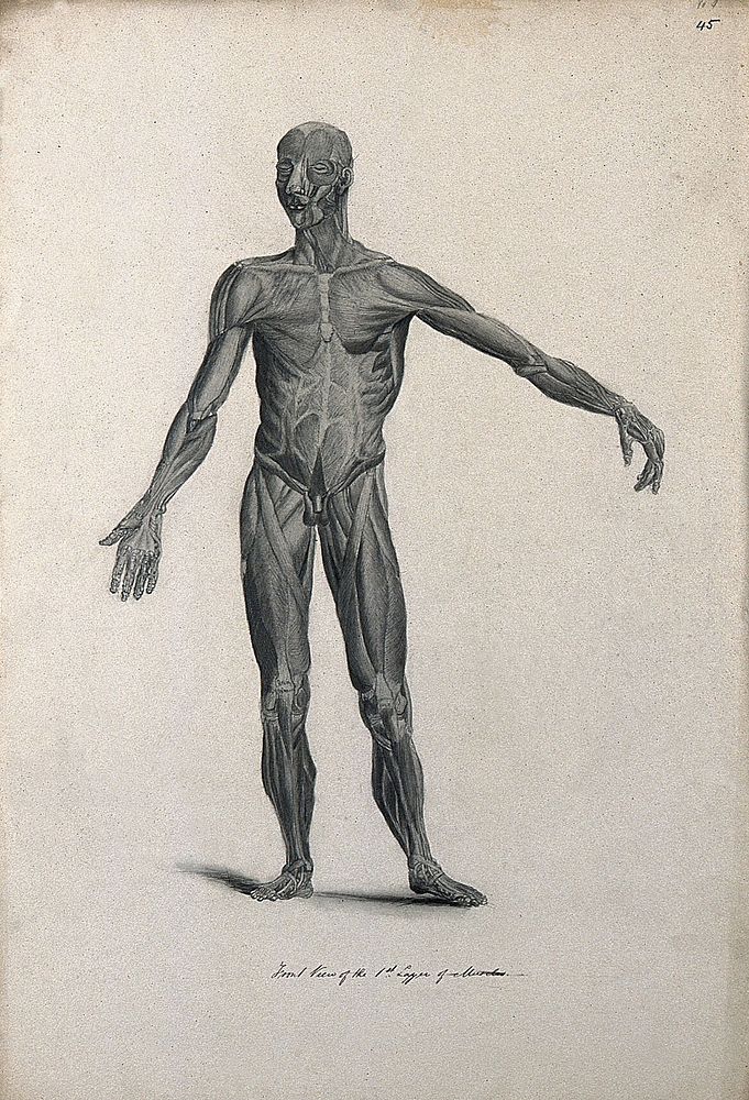 An écorché figure with left arm extended, seen from the front, showing the first layer of muscles. Pencil drawing…