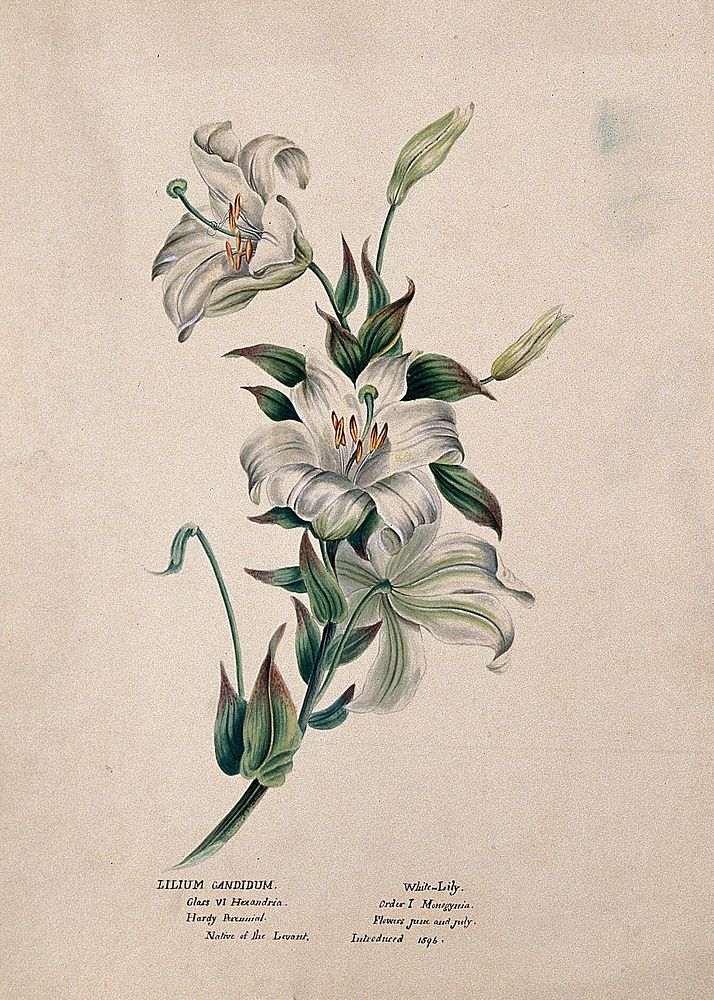 Madonna lily or bourbon lily (Lilium candidum): flowering stem. Watercolour, ca. 1850 .