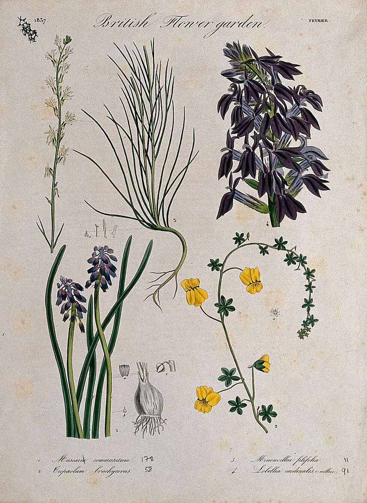 Four British garden plants, including grape hyacinth: flowering stems and floral segments. Coloured etching, c. 1837.