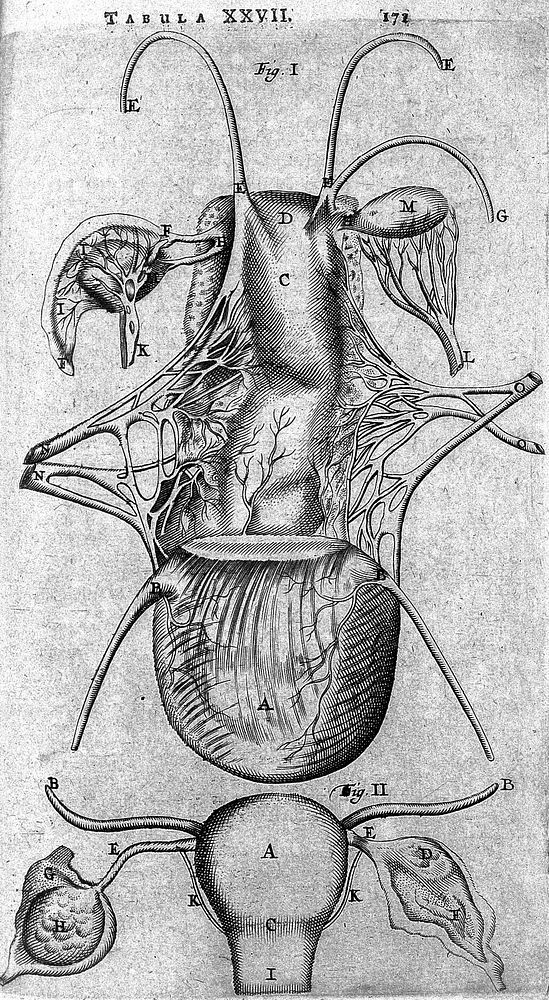 T. Bartholin, uterus