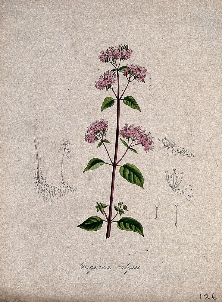 Marjoram (Origanum vulgare): flowering stem, rootstock and floral segments. Coloured lithograph after M. A. Burnett, c. 1847.