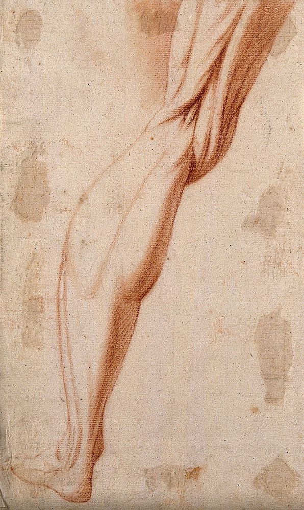 Muscles of the left leg. Red-chalk drawing, 17th century.