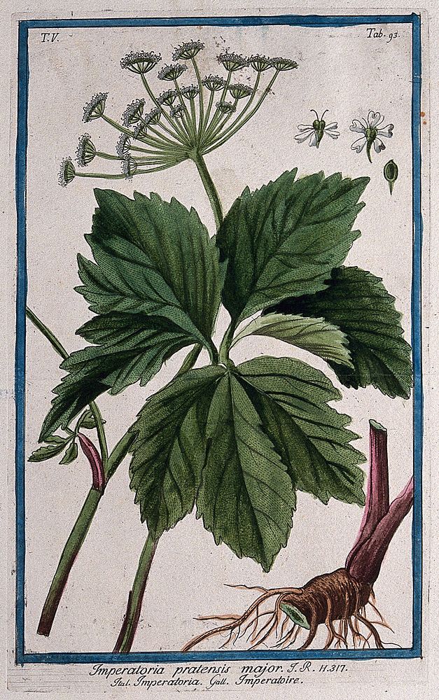 Hog fennel (Peucedanum ostruthium (L.) Koch.): flowering stem with separate leaf, rootstock, flower and fruit. Coloured…