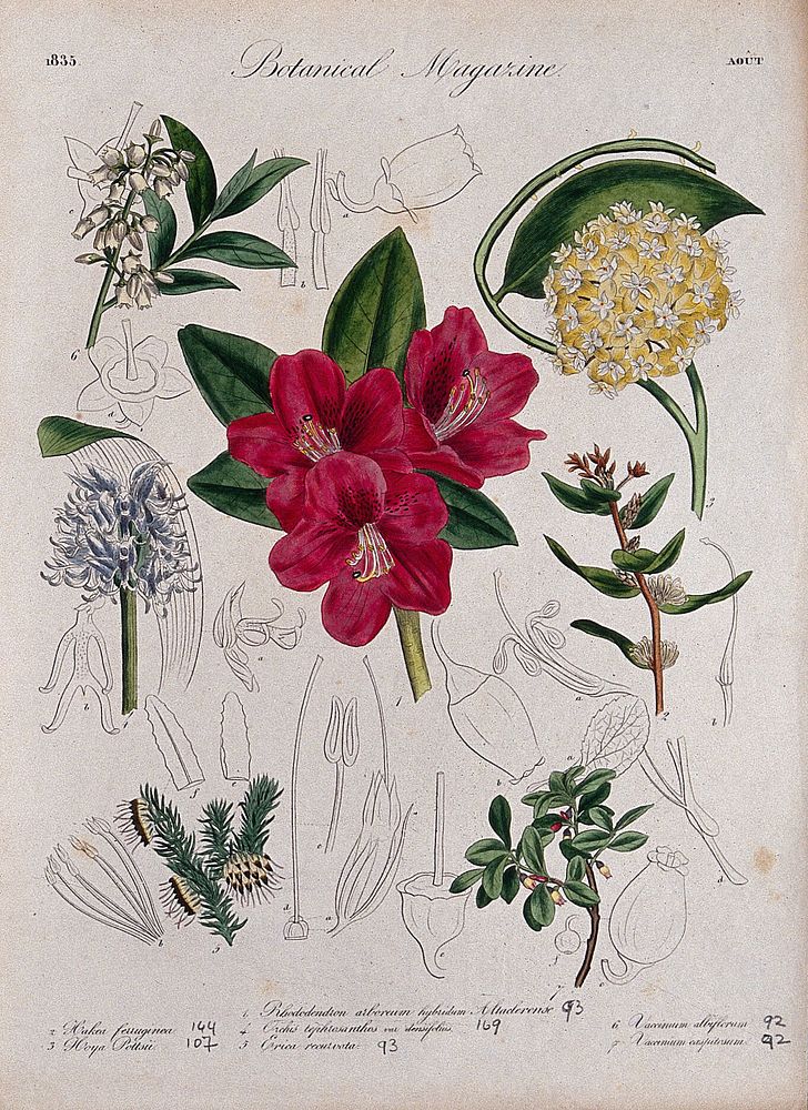 Seven garden plants, including an orchid and a rhododendron: flowering stems and floral segments. Coloured etching, c. 1835.