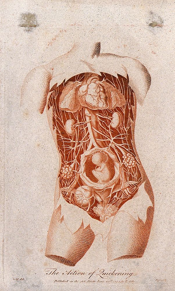 Dissection of the torso of a pregnant woman, showing the internal organs and the foetus. Colour engraving by J. Pass after…