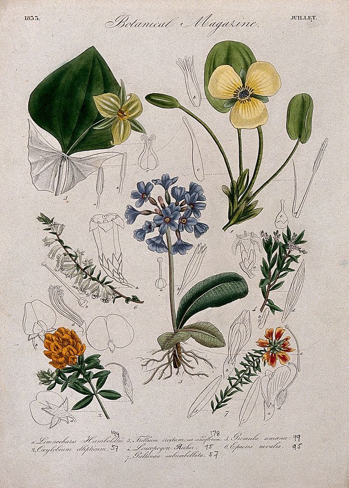 Seven British garden plants, including stinking Benjamin: flowering stems and some floral segments. Coloured etching, c.…