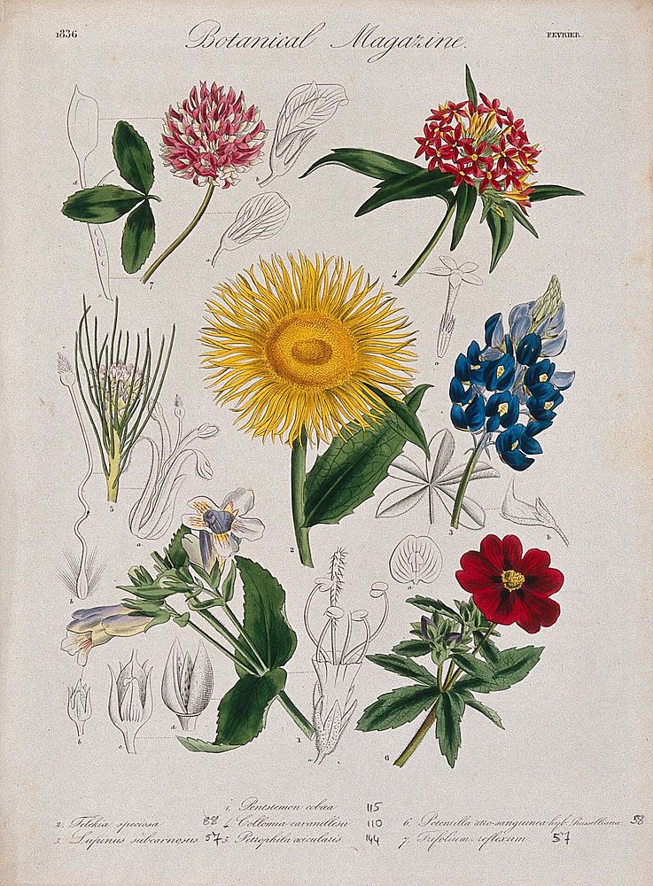 Seven garden plants, including a lupin and buffalo clover: flowering stems and floral segments. Coloured etching, c. 1836.