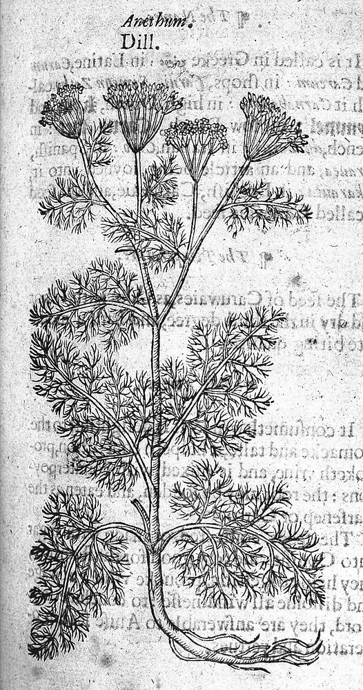 The herball or, generall historie of plantes / Gathered by John Gerarde ... Very much enlarged and amended by Thomas Johnson.