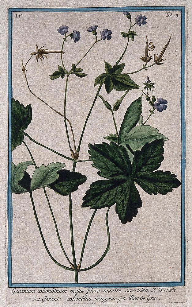 Cranesbill (Geranium sp.): flowering and fruiting stem with separate flower. Coloured etching by M. Bouchard, 1778.