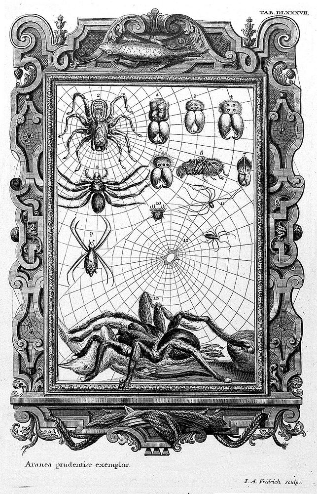 Scheuchzer, 1731-33: spiders