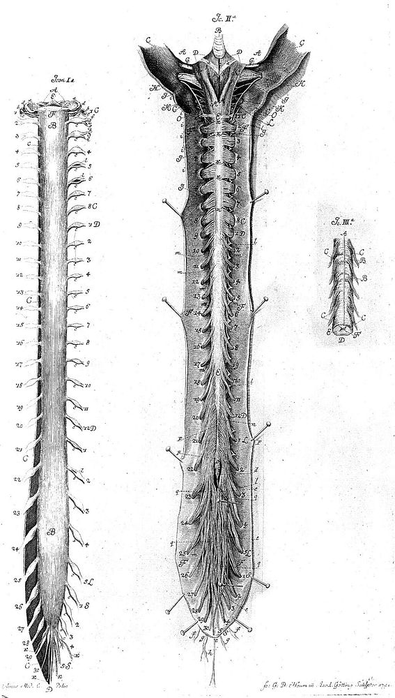 De medulla spinali speciatim de nervis ab ea provenientibus commentatio / [Johann Jacob Huber].