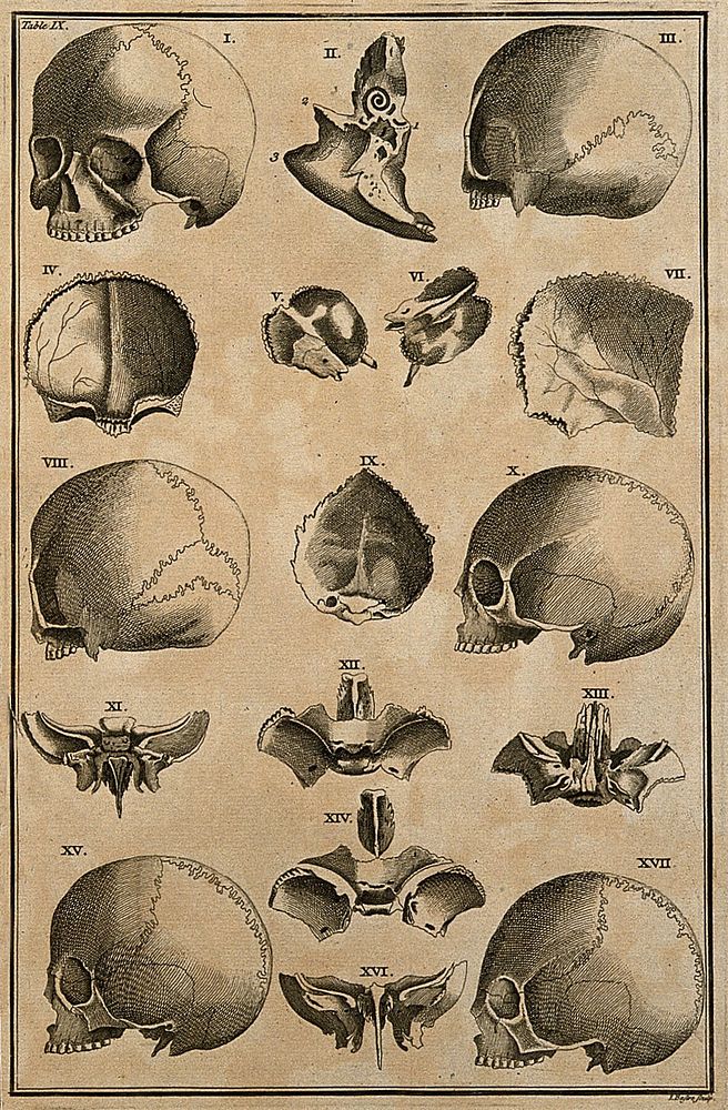 Skulls and skull fragments, showing different shapes of skulls and variations in sutures, after Eustachius. Etching by I.…