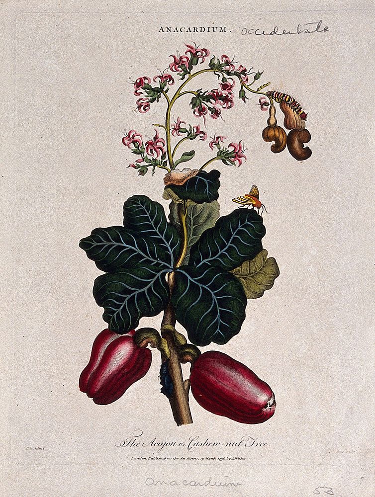 Cashew nut tree (Anacardium occidentale): fruiting and flowering branch. Coloured etching by J. Pass, c. 1796, after J. Ihle.