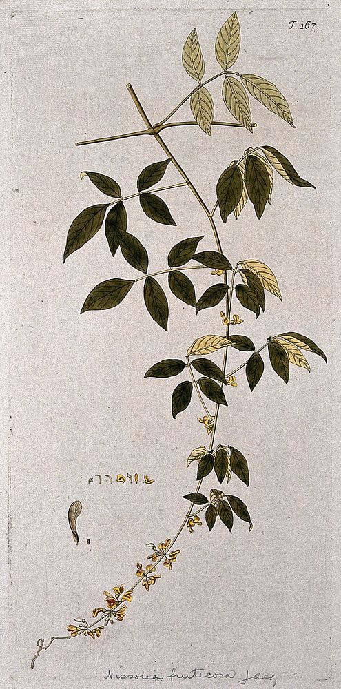 Nissolia fruticosa Jacq.: flowering stem with separate floral segments, fruit and seed. Coloured engraving after F. von…