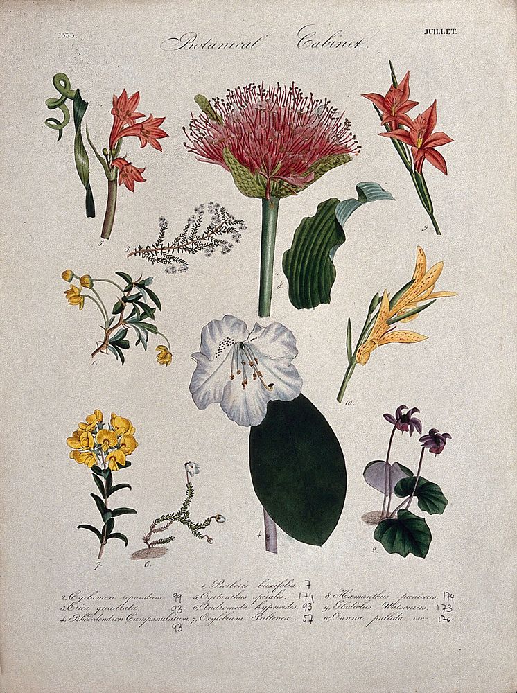 Ten flowering plants, including a rhododendron and a blood lily (Haemanthus species). Coloured transfer lithograph, c. 1833.