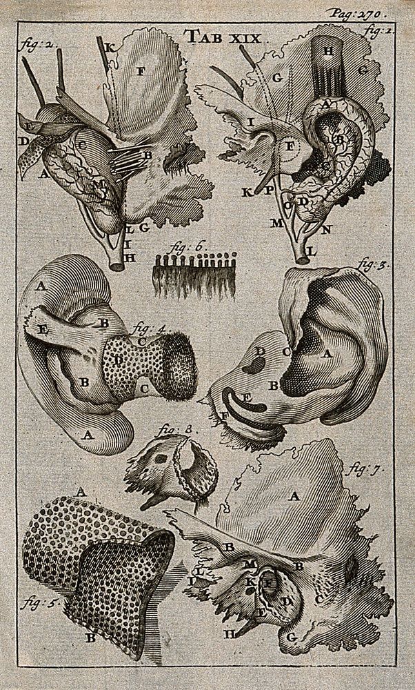 The anatomy of the ear. Engraving, 1686.