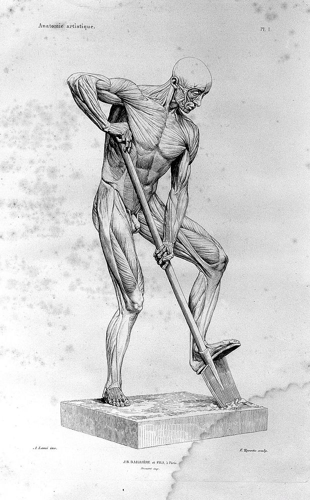 Myologie superficielle du corps humain : anatomie artistique / par Alphonse Lami.