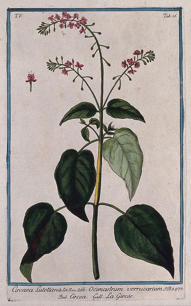Enchanter's nightshade (Circaea lutetiana L.): flowering stem with separate flower. Coloured etching by M. Bouchard, 1778.