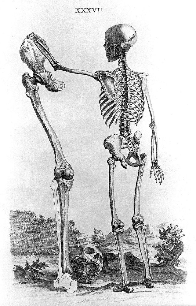 Cheselden, Osteographia, unlettered impression.