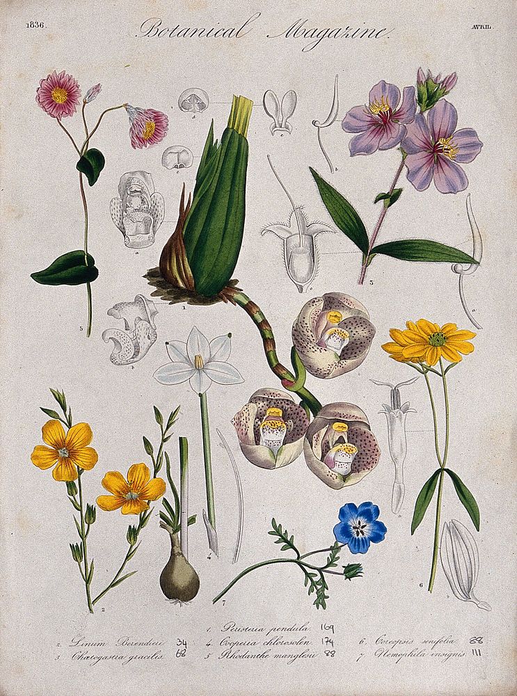 Seven garden plants, including an orchid (Peristeria pendula): flowering stems and floral segments. Coloured etching, c.…