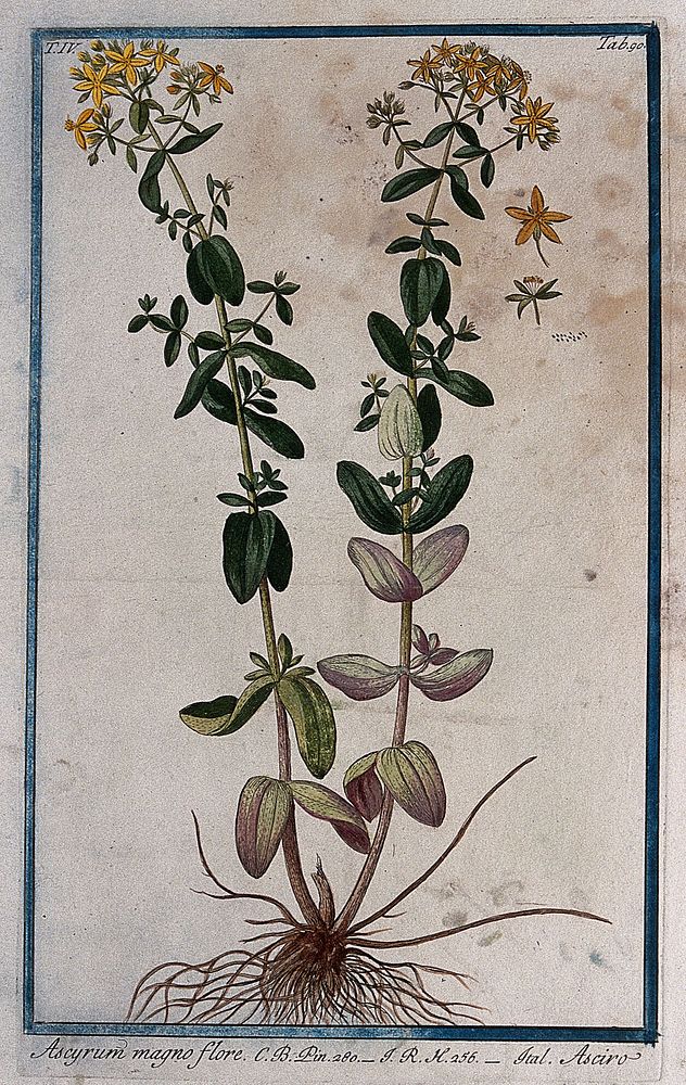 St. John's wort (Hypericum olympicum): entire flowering plant with separate floral segments and seed. Coloured etching by M.…