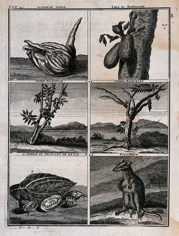 Animals and plants from the East Indies, including chinese citron or natsumikan, jak fruit, nam-nam tree, bilimbi tree…