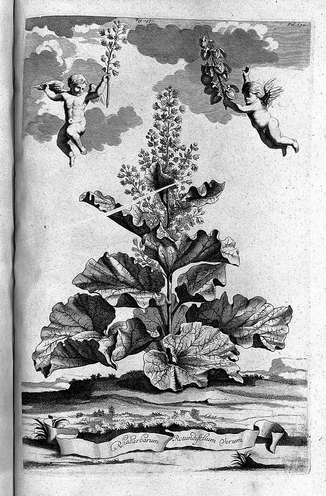 Phytographia curiosa, exhibens arborum, fruticum, herbarum et florum icones, ducentis & quadraginta quinque tabulis ad vivum…