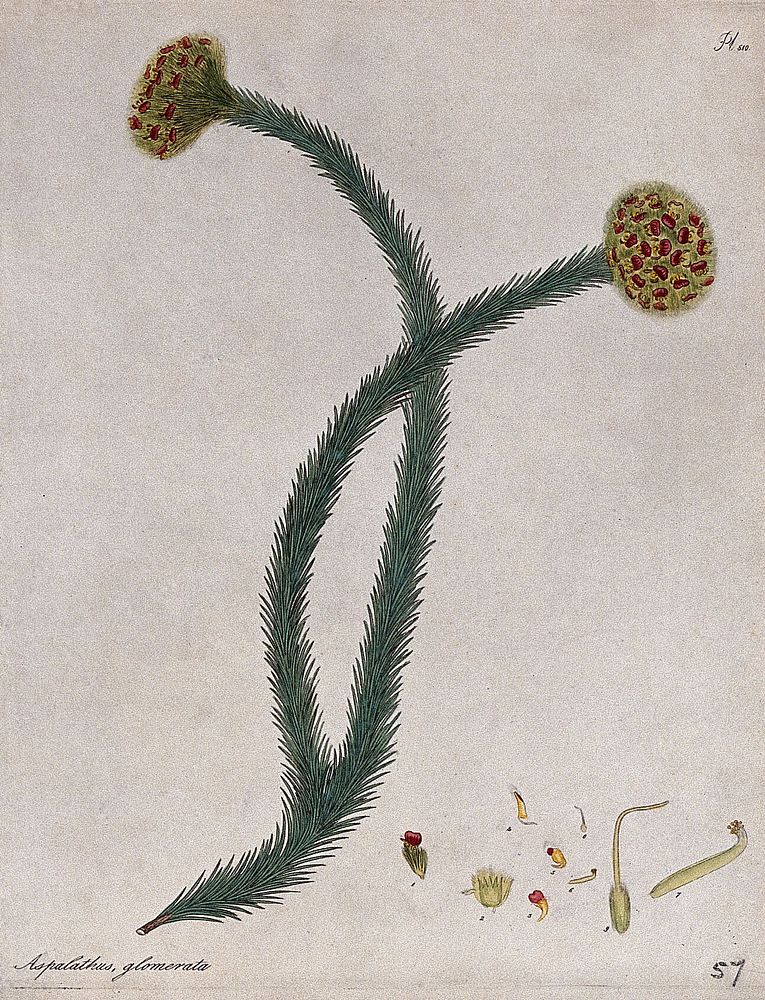 A plant (Aspalathus glomerata): flowering stem with floral segments. Coloured engraving, c. 1804, after H. Andrews.