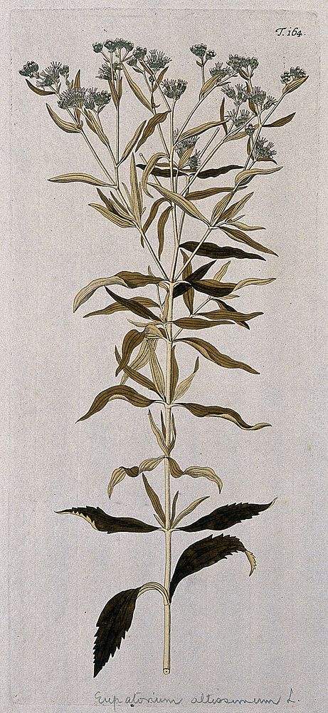 Eupatorium altissimum L.: flowering stem. Coloured engraving after F. von Scheidl, 1772.