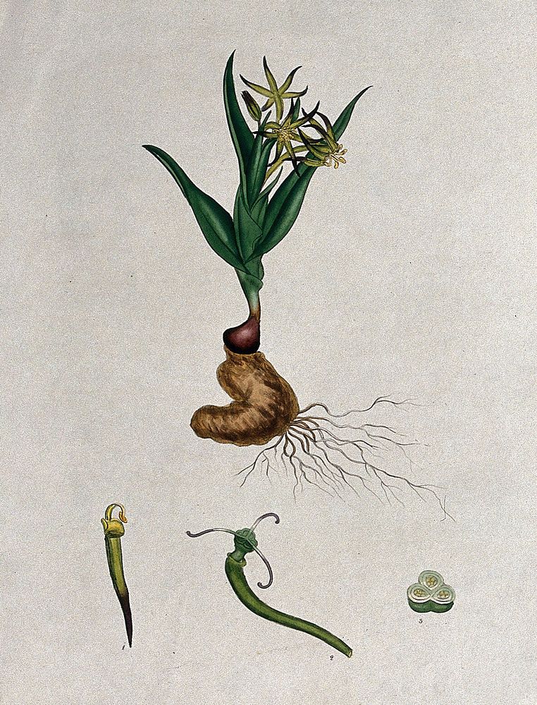 A bird's-tongue plant (Ornithoglossum glaucum): flowering plant and floral segments. Coloured engraving, c. 1802, after H.…