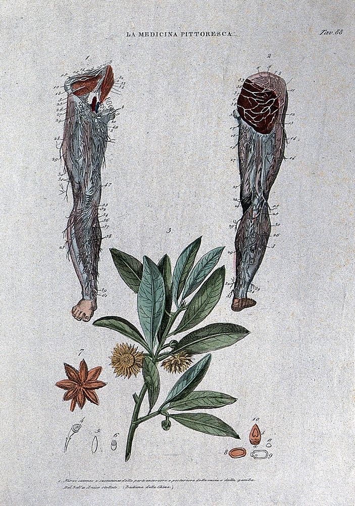 Top, nerves of the lower limb, anterior (left) and posterior (right) views; below, centre, the plant Illicium verum (Chinese…