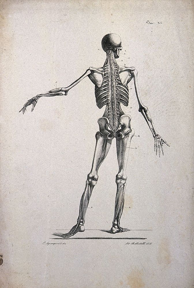 An écorché figure showing bones, with left arm extended, seen from the back. Lithograph by Battistelli after C.…