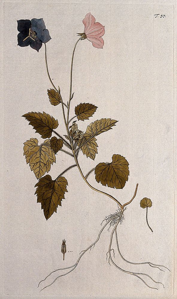 Bellflower (Campanula carpatica Jacq.): flowering stem with root and separate leaf, fruit and seed. Coloured engraving after…