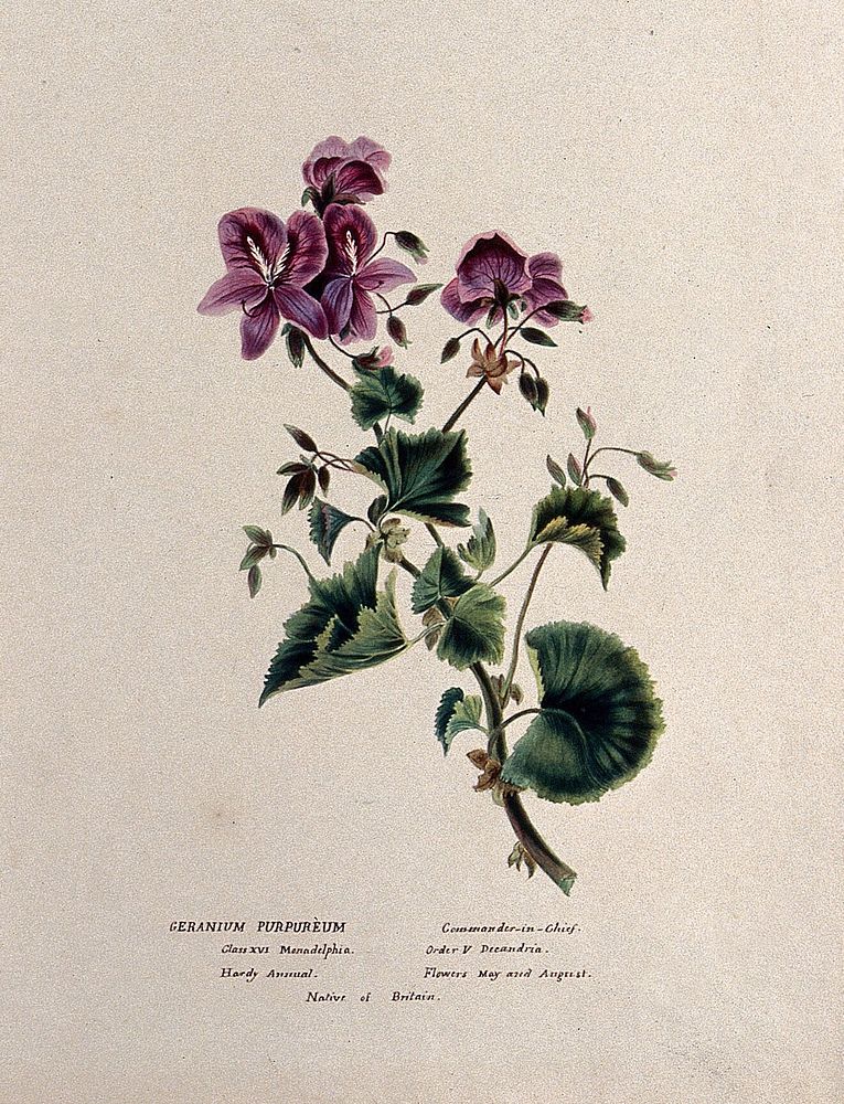 A geranium (Geranium purpureum): flowering stem. Watercolour, ca. 1850 .